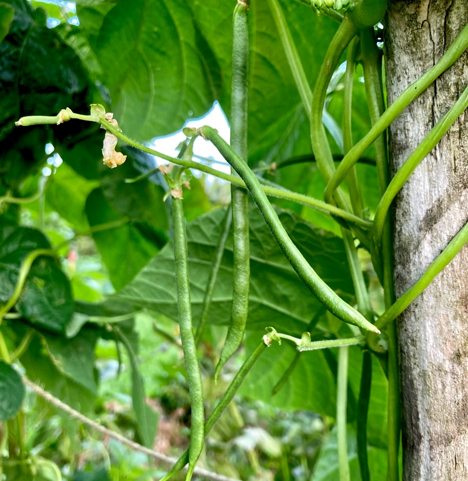 stangboenner climbing beans
