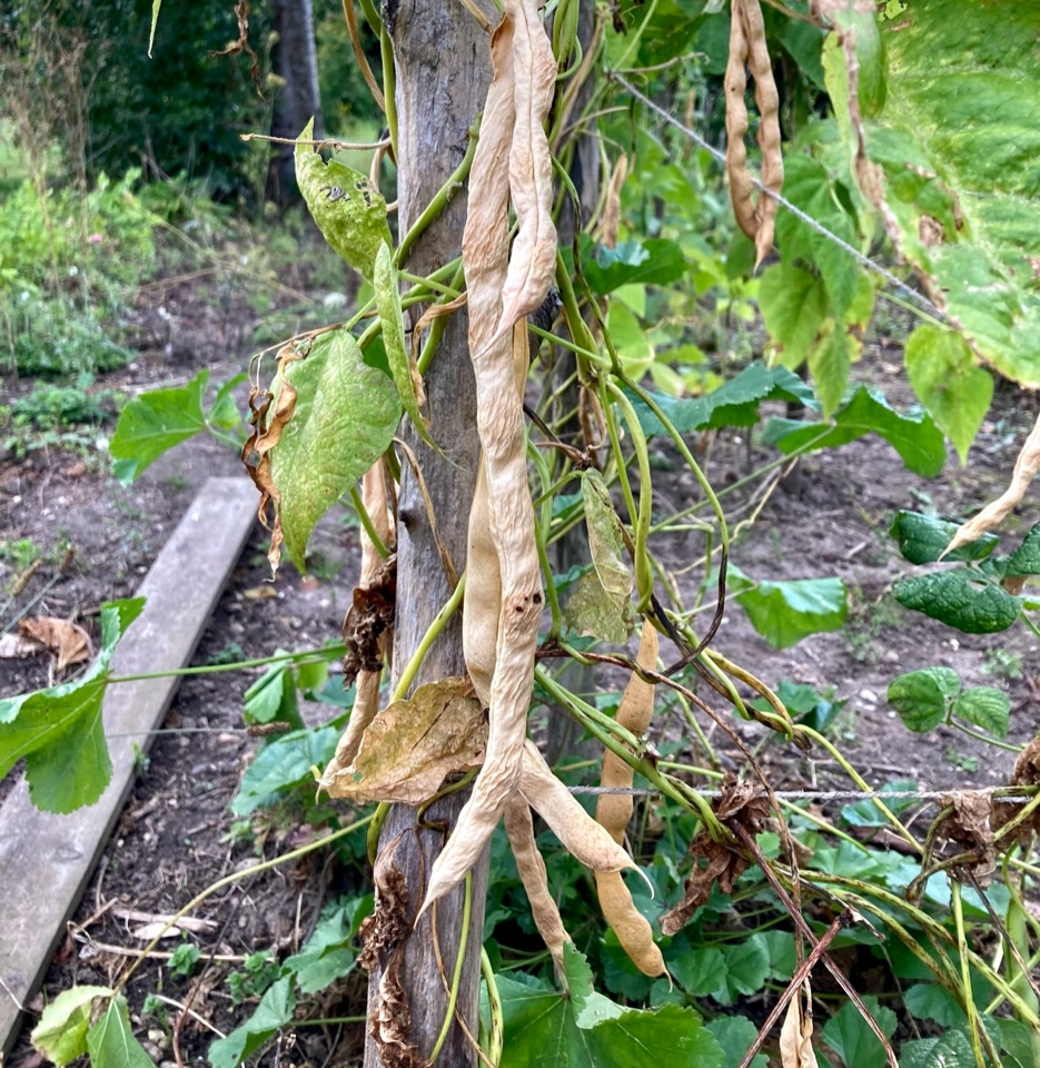 toerre boenner froe bean seeds