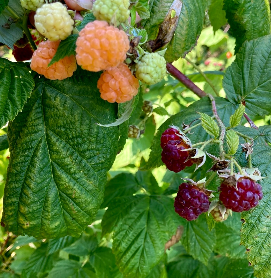 Hindbær raspberries Fall Gold
