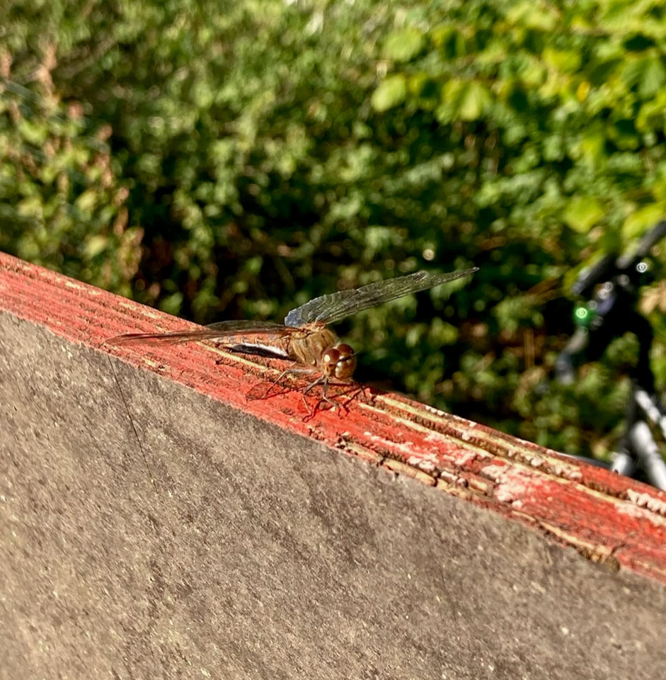 Dragon fly - Муха дракона