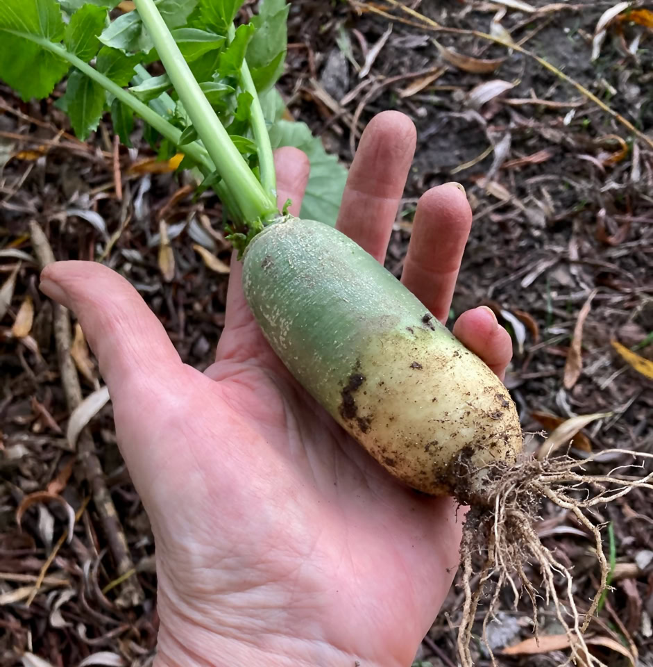 Luobo radish - Редька Луобо 