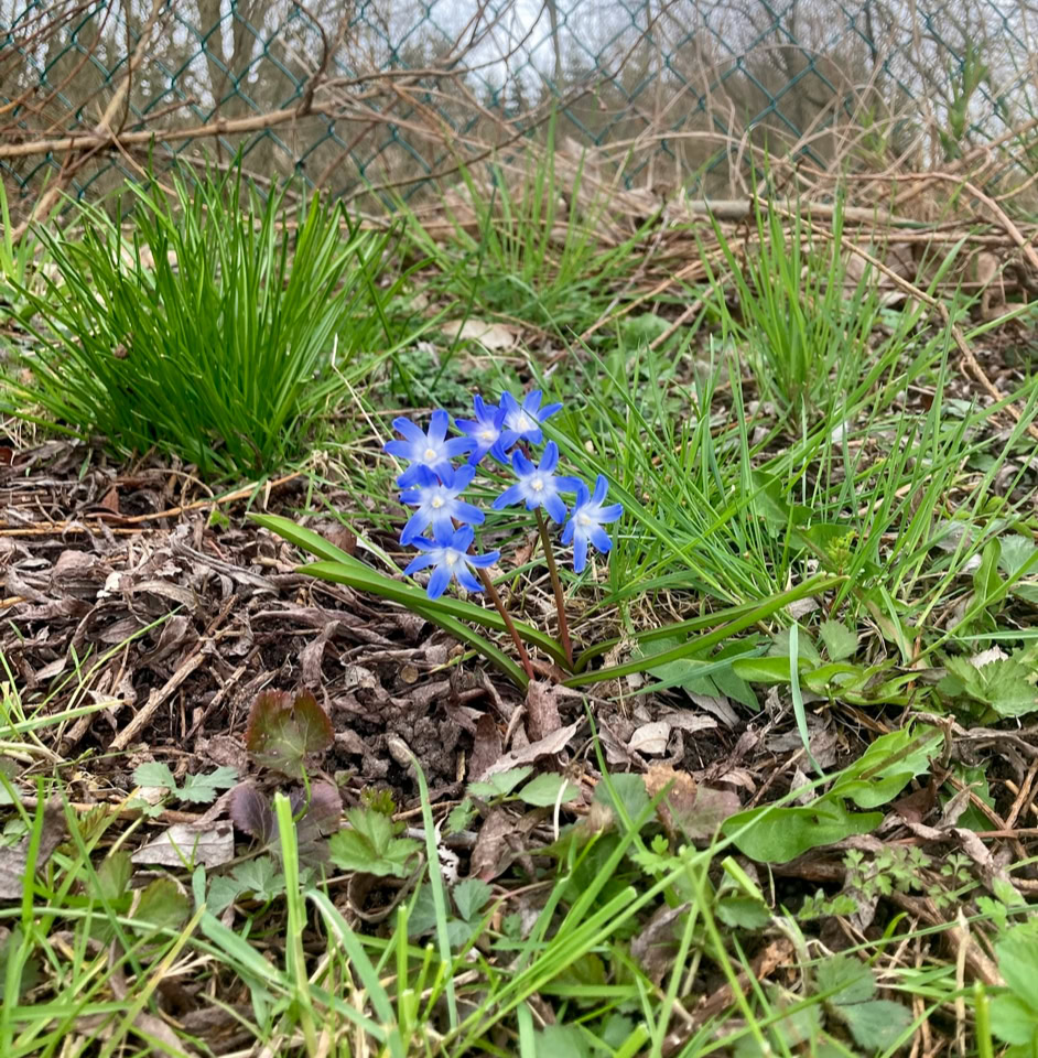 Chionodoxa luciliae - Хіонодокса Люцилія