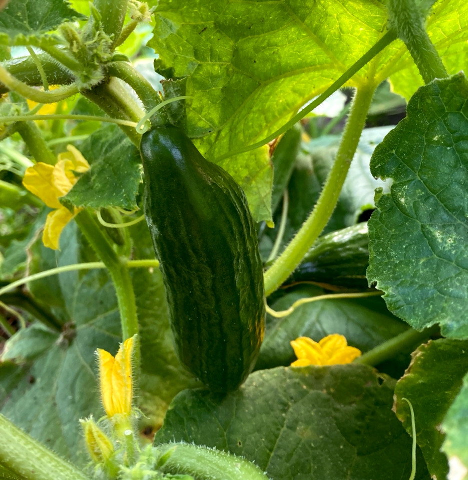 agurk cucumber cuke plant