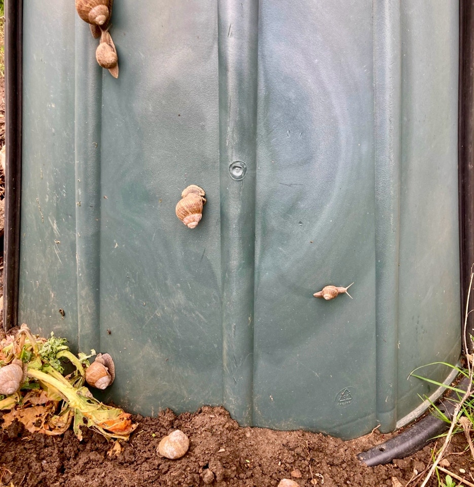 vinbjergsnegle french snails April 2024