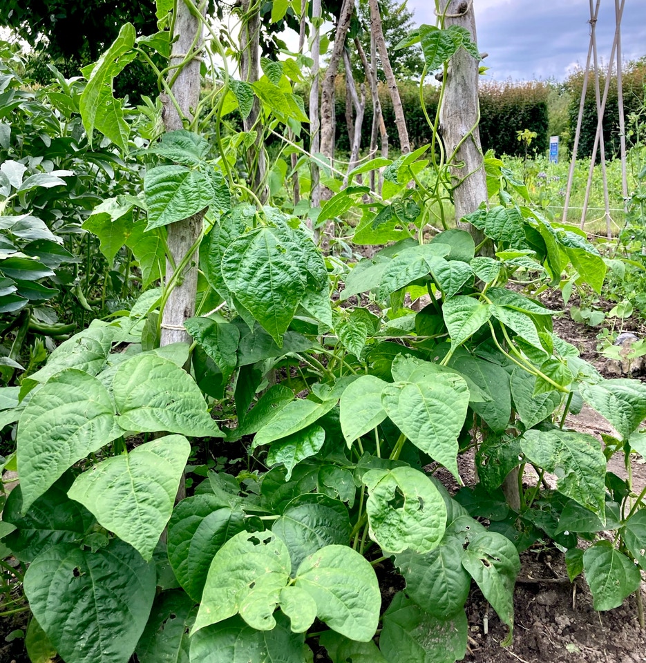 Stangboenner runner beans