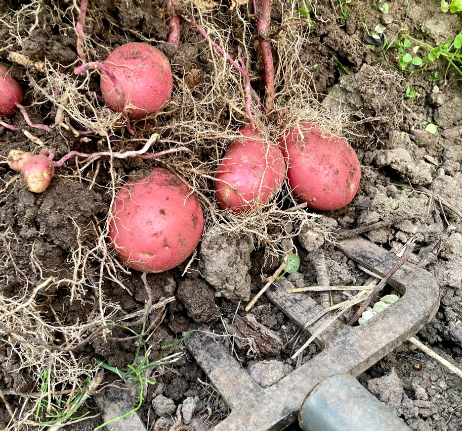 New potatoes - Молода картопля