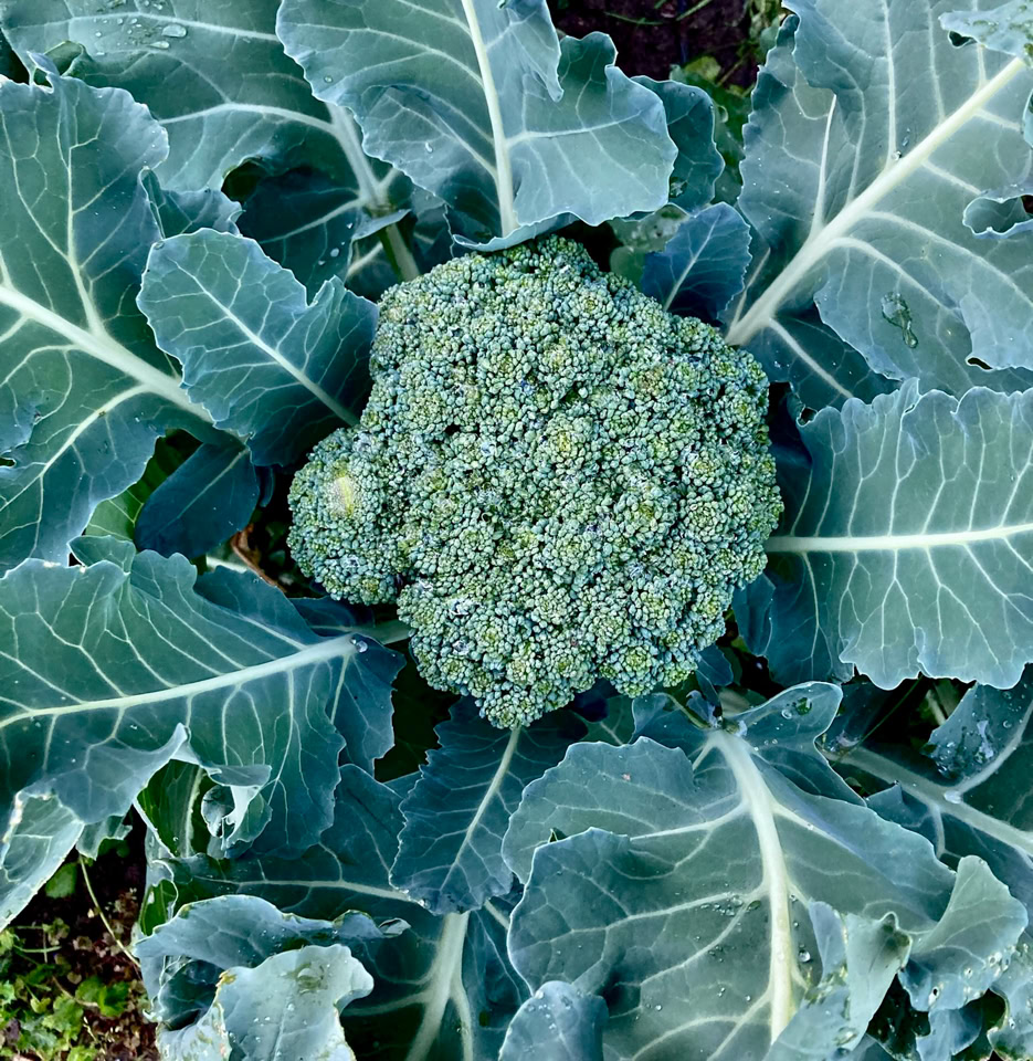 Broccoli head