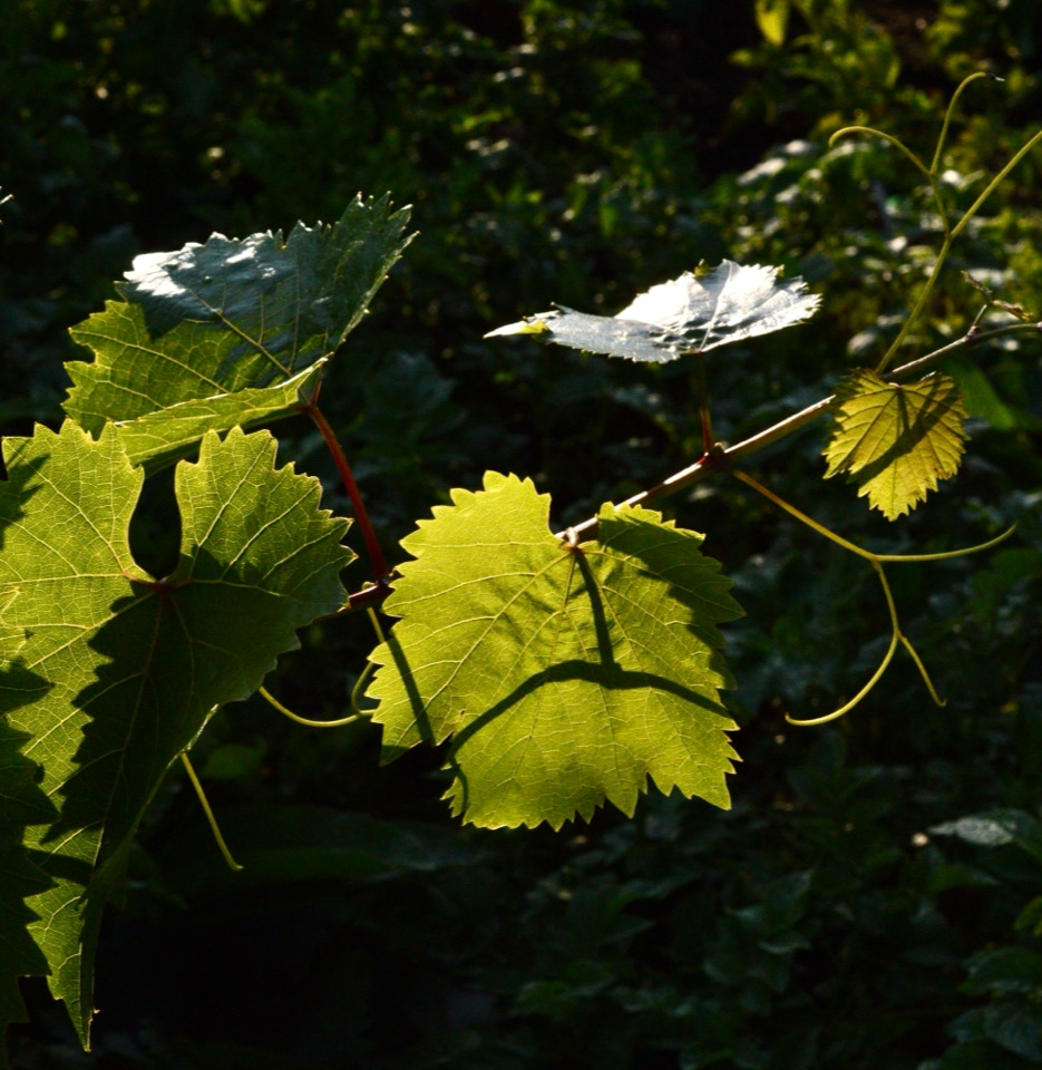 grape vines vinblade druer