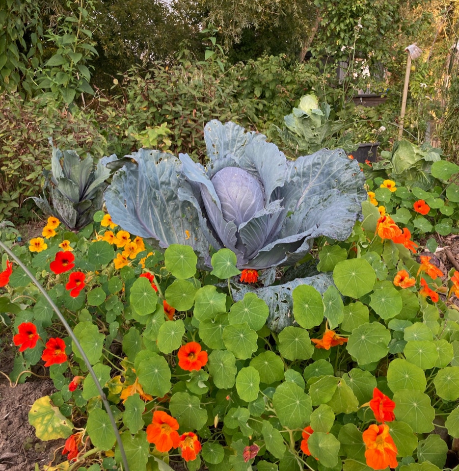 Oeko kaal organic cabbage