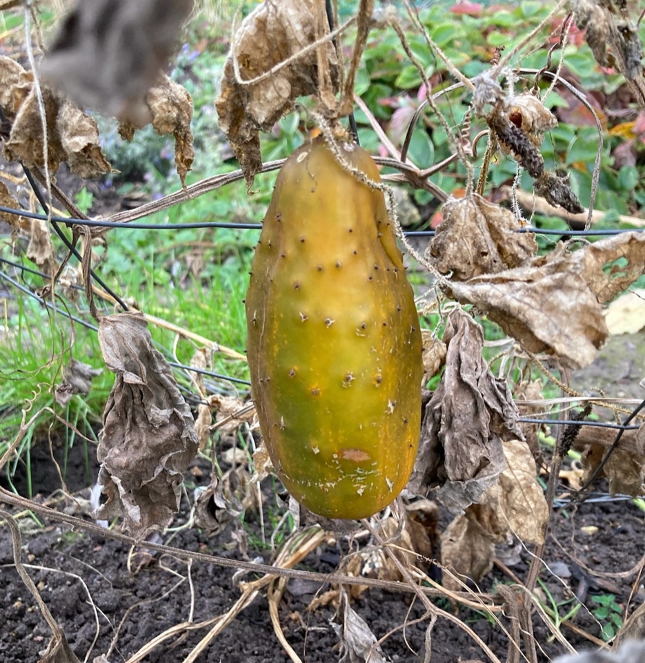 agurkefroe cucumber seeds Ukraine
