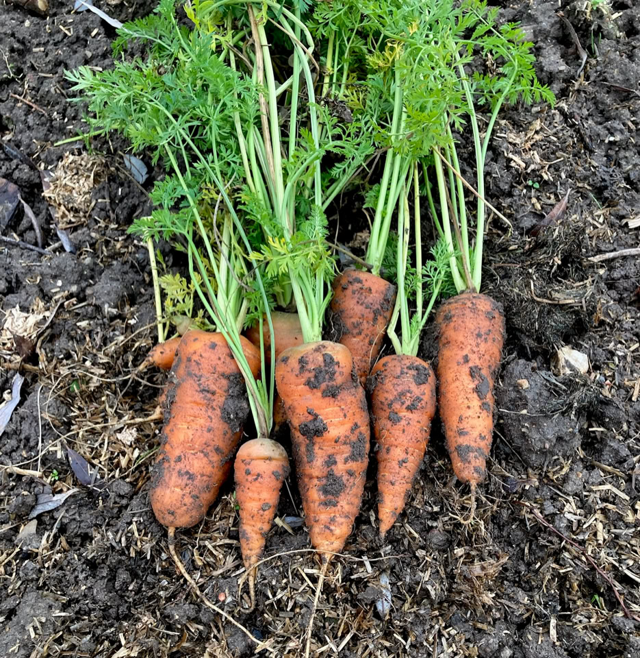 Winter carrots - Зимова морква 