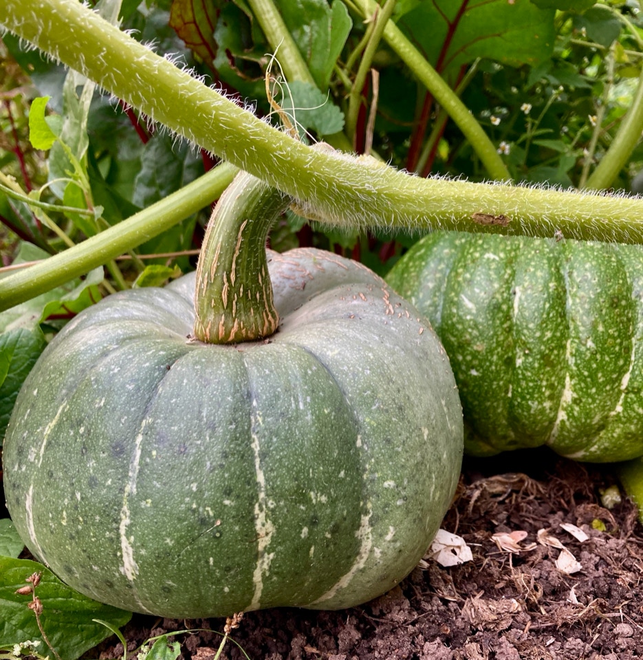 winter squash vintersquash