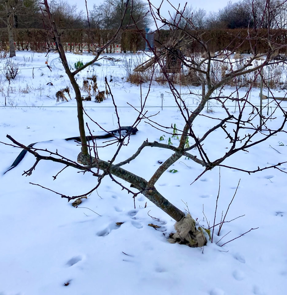 Dwarf apple tree - Карликова яблуня