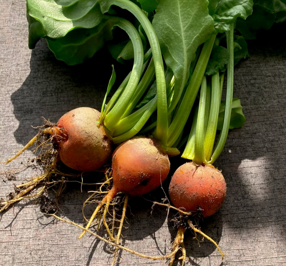 Yellow beetroot - Жовтий буряк