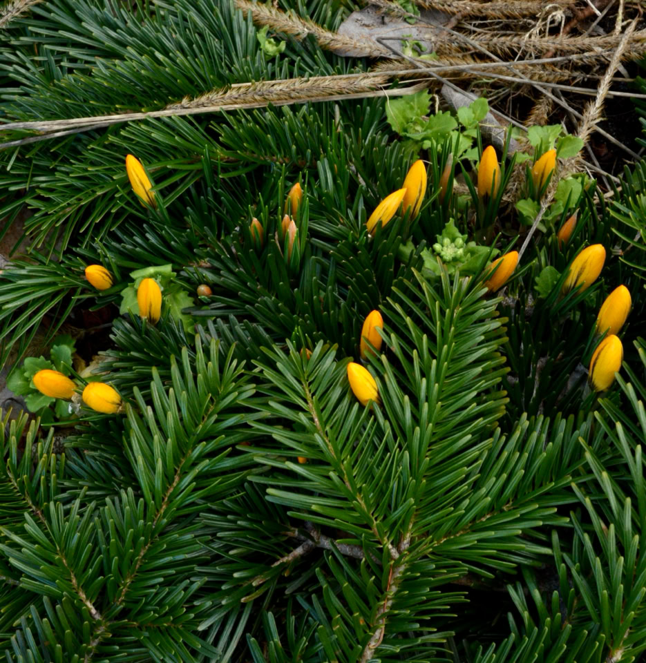 Gule krokus golden crocus
