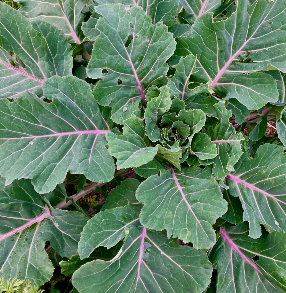 Kale - Капуста