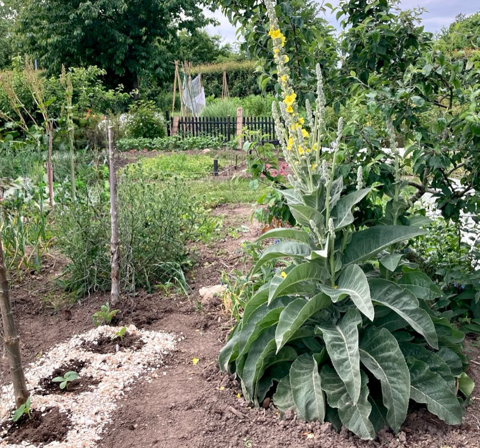 Verbascum - Вербаскум