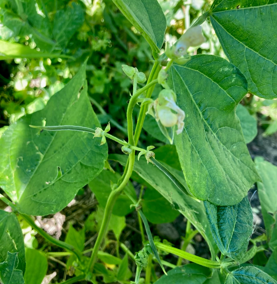 busk bønner Marona bush beans