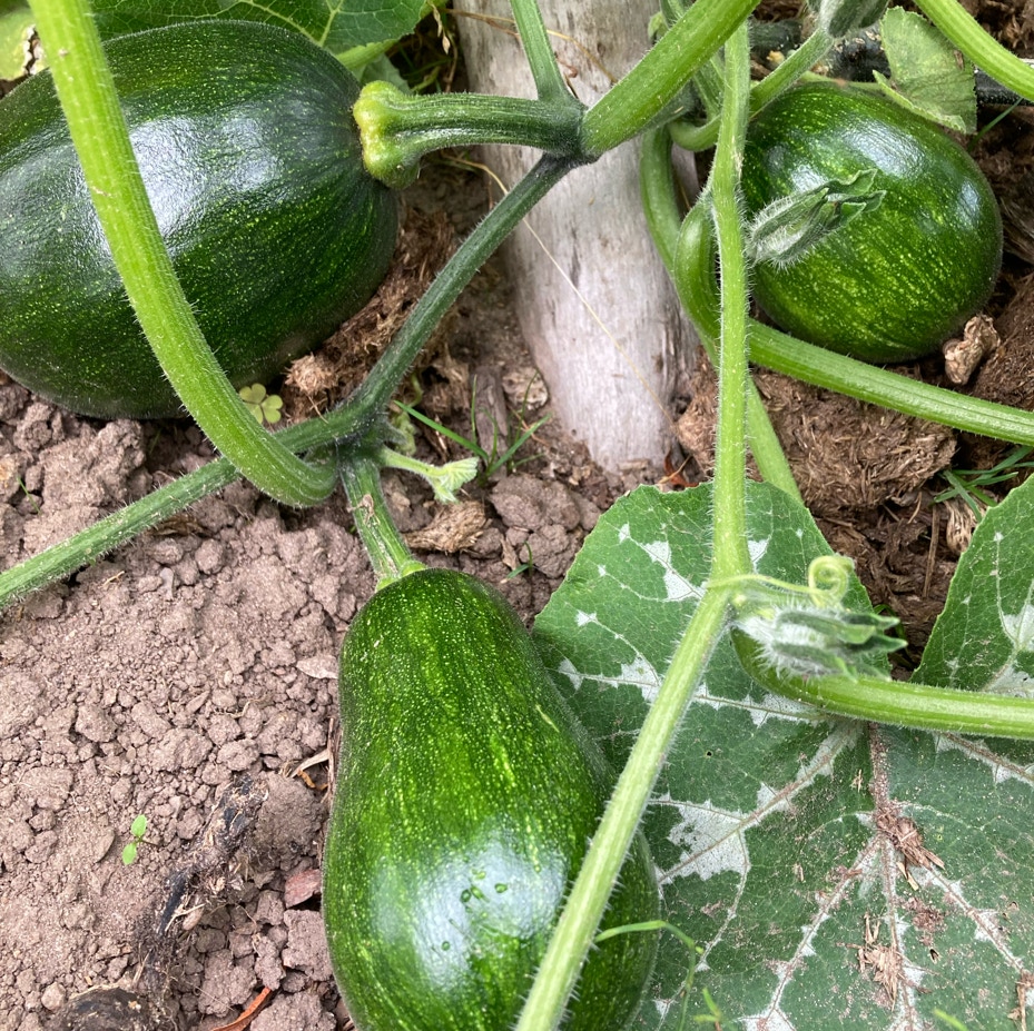 Sucrine de Berry squash