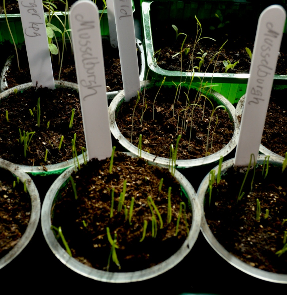 Prikletid prickle time 