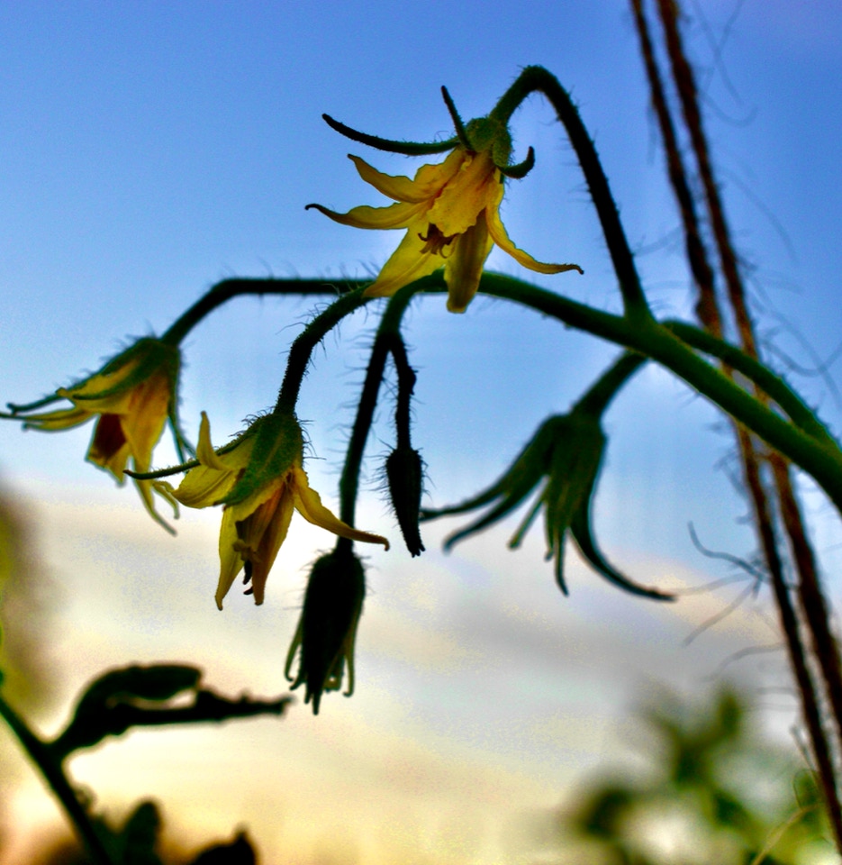 tomato flowers tomatblomster