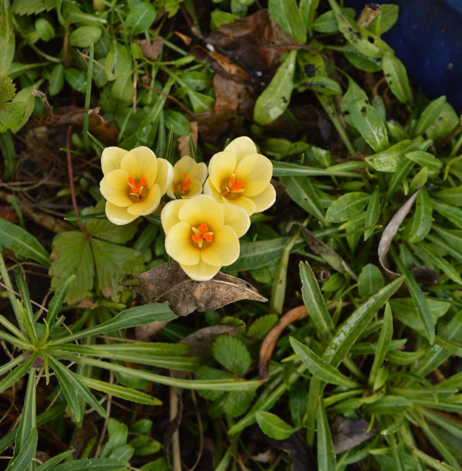 Creme crokuses - Кремові крокуси