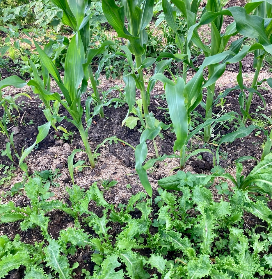 Кукурудза та ендівій