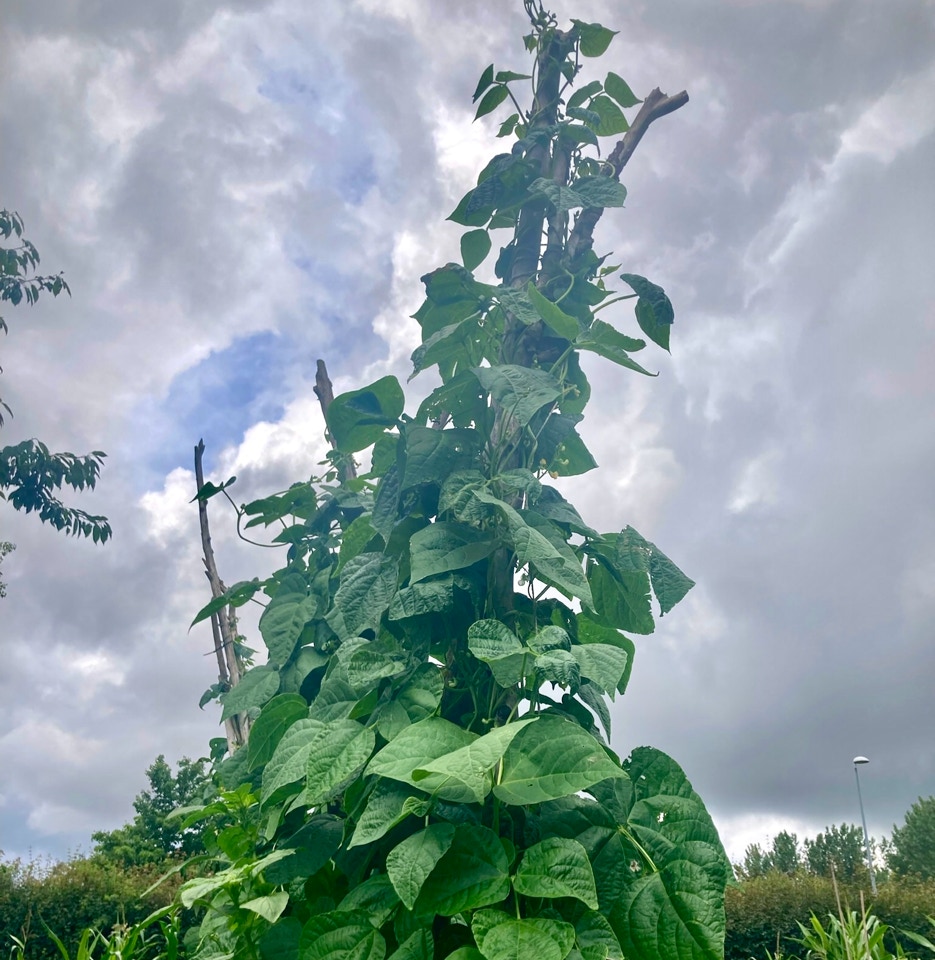 Runner beans - Стручкова квасоля