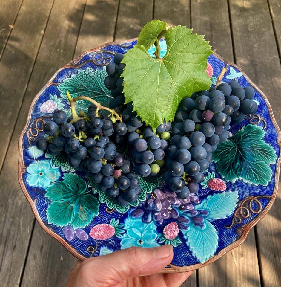Grapes plate - Виноград на тарілці