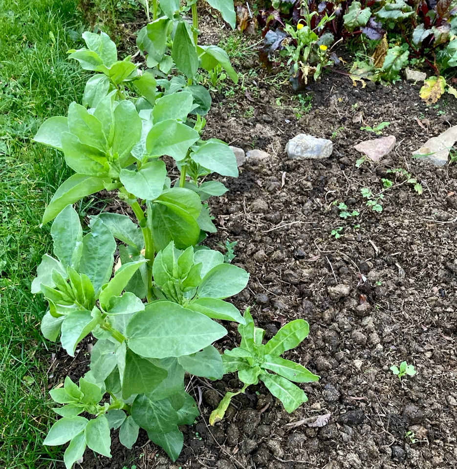 Broad beans - Кінські боби 