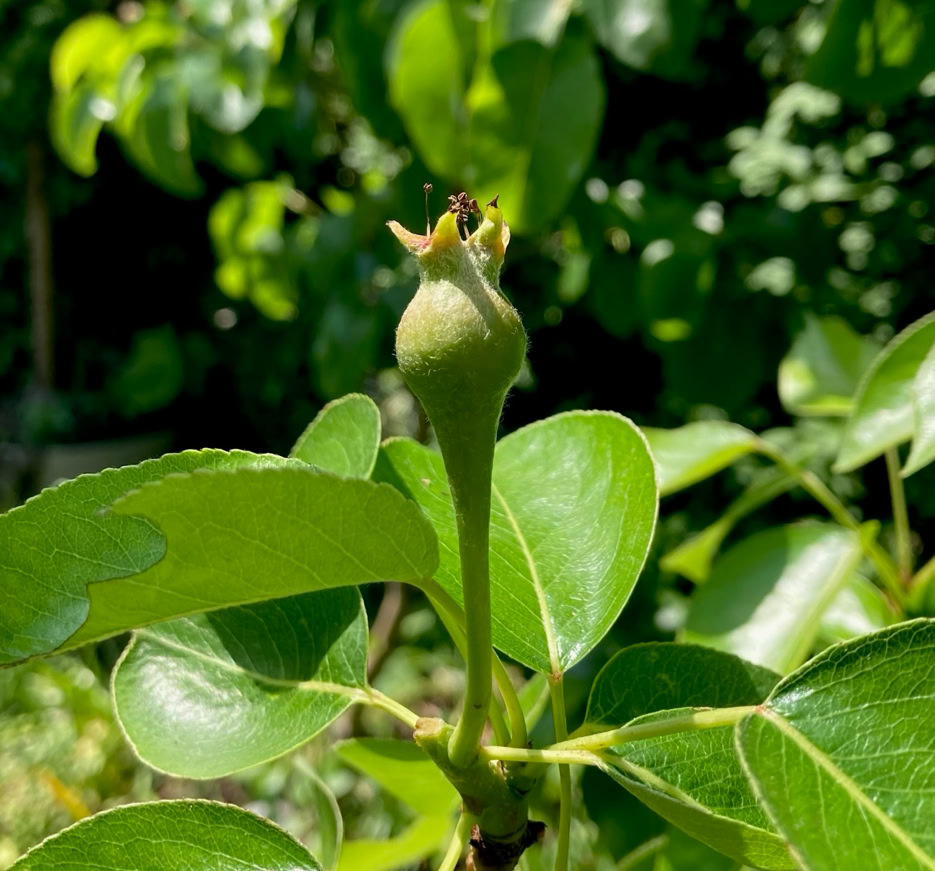 Pear fruit - груша