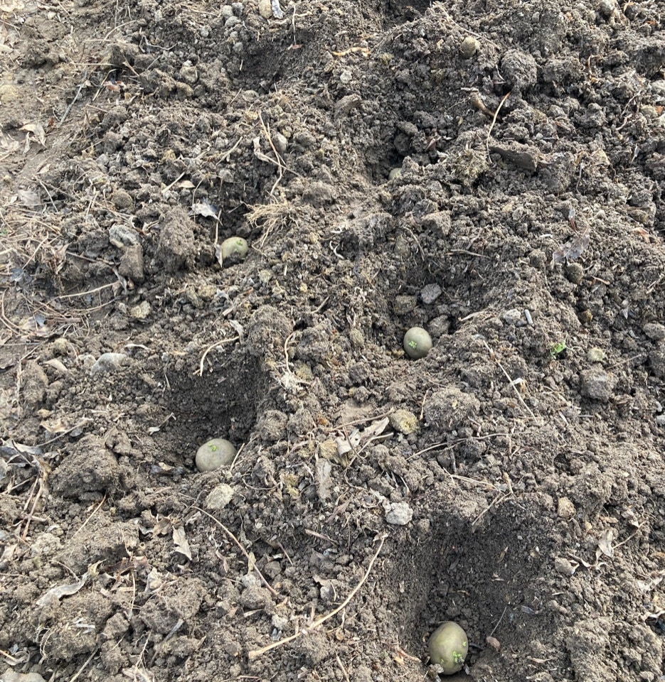 læggekartofler potato sets