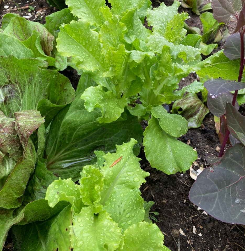 Celtuk salat Ukraine 