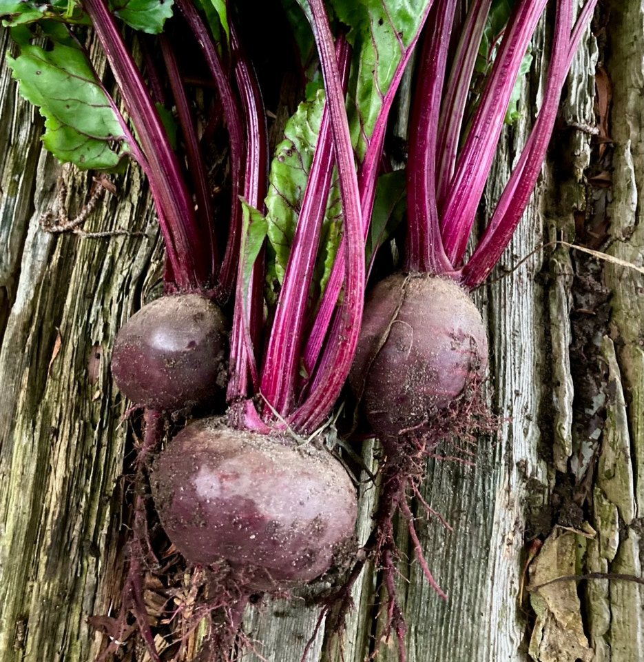 roedbeder beets 